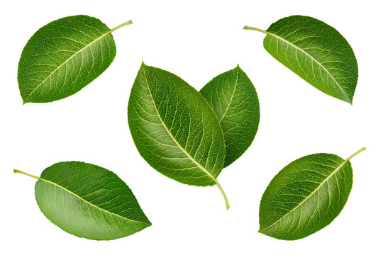Green fresh leaf kit with clipping path