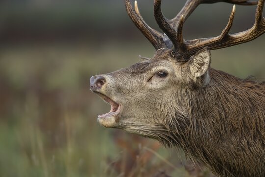 Red deer (Cervus elaphus) adult male stag roaring during the rutting season, Surrey, England, United Kingdom