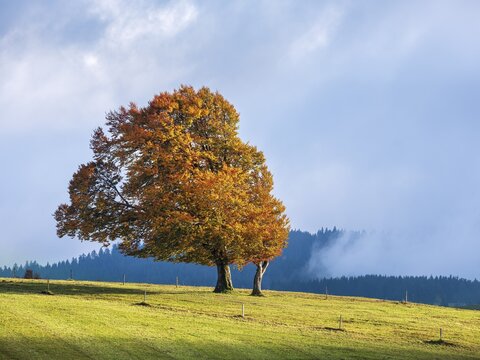Typical Black Forest landscape on Schauinsland, green meadow with old willow beech trees in full autumn colors, wind escapes, wind beeches, clouds moving across the mountains, Black Forest, Baden-W&uuml;rttemberg, Germany