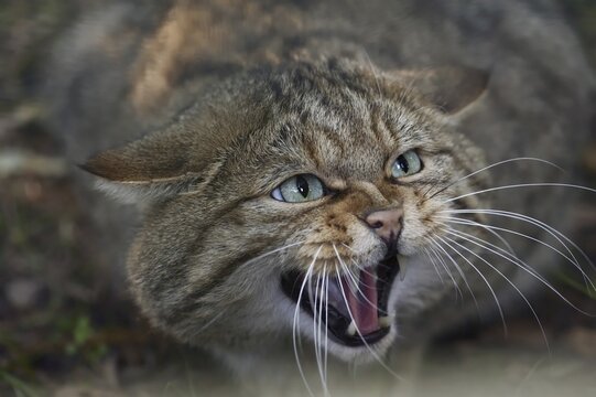 European wildcat (Felis silvestris silvestris) hissing, captive, North Rhine-Westphalia, Germany