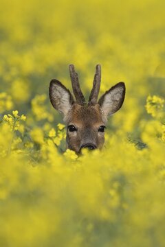 Roebuck in the rape