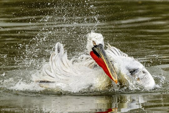 Dalmatian pelican (Pelecanus crispus), bathing, France