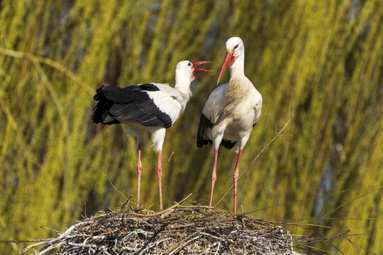Two storks standing in the nest, one seems to be 'talking' to the other, willow in the background, white stork (Ciconia ciconia), wildlife, Germany