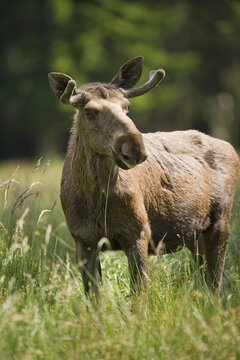 Eurasian Elk or Moose (Alces alces), bull moose with antlers in velvet, captive, Lower Saxony, Germany