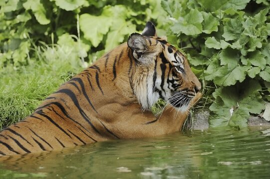 Sumatran tiger (Panthera tigris sumatrae) in water, captive, native to Sumatra, Indonesia