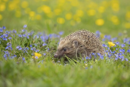 European hedgehog (Erinaceus europaeus) adult animal in a spring time meadow with flowering Buttercup and Speedwell flowers, Suffolk, England, United Kingdom