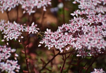 Obraz premium Flowering plant of Sedum Album, the White Stonecrop, in the garden.