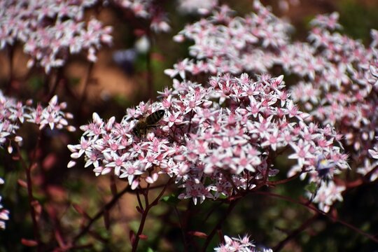 Flowering plant of Sedum Album, the White Stonecrop, in the garden.