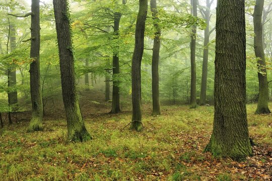 Near-natural misty oak forest at Kyffh&auml;user, Kyffh&auml;userkreis, Thuringia, Germany