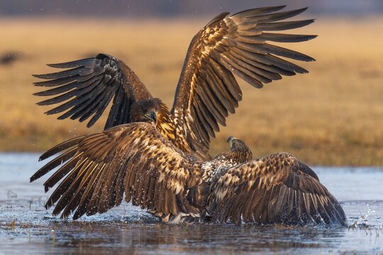 Two young white-tailed eagles (Haliaeetus albicilla) fighting for prey in winter, Kutno, Poland