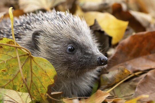 European hedgehog (Erinaceus europaeus) adult animal emerging from a pile of fallen autumn leaves in a garden, England, United Kingdom