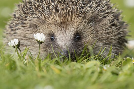 European hedgehog (Erinaceus europaeus) adult animal on a garden grass lawn with flowering daisey flowers in spring, England, United Kingdom