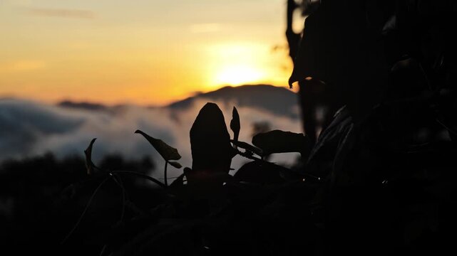 Focus transition from forest plants to mountain landscape, Baguio, Benguet