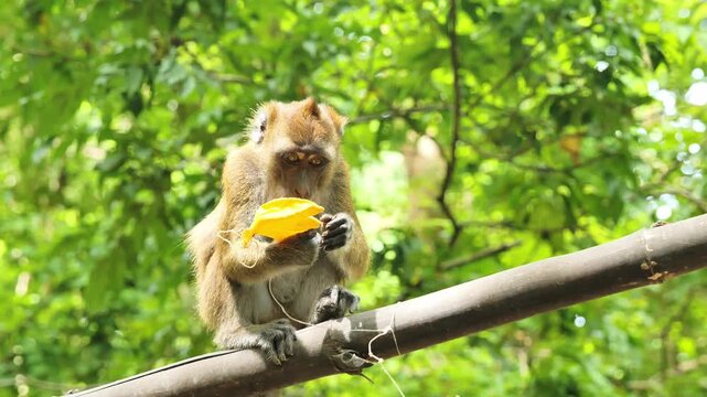 Macaque interactes with plastic banana, demonstrates curiosity, animal behavior