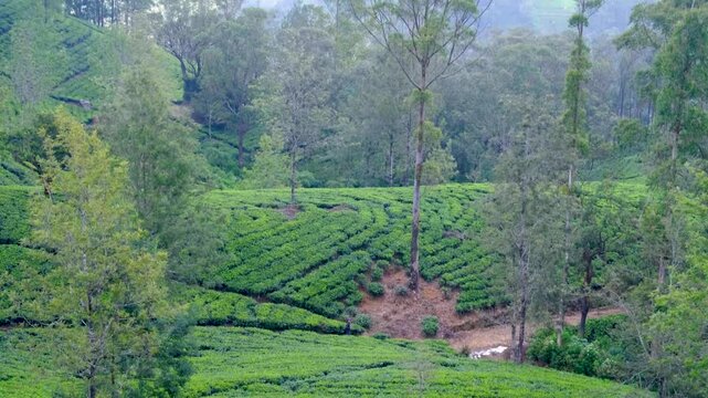 Pan up of cultivated tea plantation landscape in highlands Sri Lanka