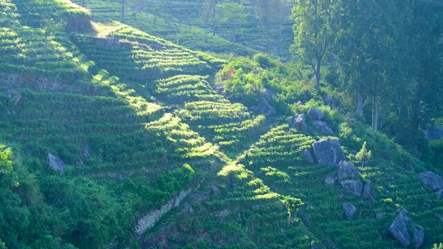 Rugged mountainous cultivated terraced tea plantation landscape in highlands Sri Lanka