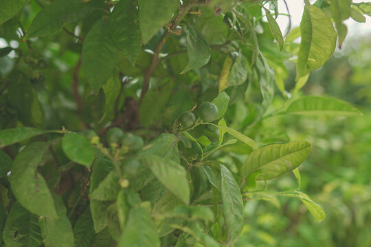 Young figs on the tree