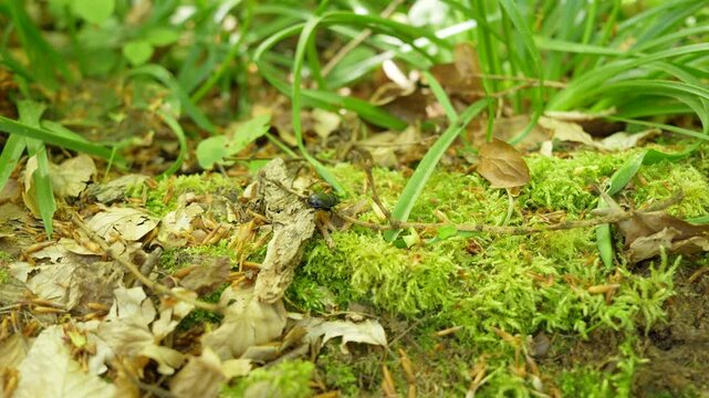 Dor Beetle Crossing Moss And Leaf Litter Among Grass Blades, Wide Shot