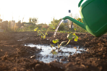 Gettata d'acqua da un annaffiatoio verde su piccole piante appena trapiantate nel terreno bagnato dell'orto al tramonto © Ilarialapreziosa