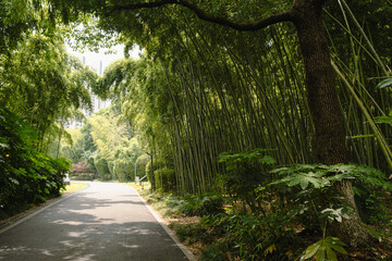 Naklejka premium Winding path through bamboo grove in green urban park. Sunlight filters through the lush foliage creating dappled shadows on the asphalt walkway.