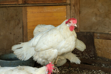 The white hens in the coop are sitting on the perch. Livestock and farming. © Maria
