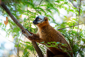 Fototapeta premium Lemur in Melaky, Madagascar