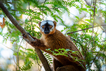Fototapeta premium Lemur in Melaky, Madagascar
