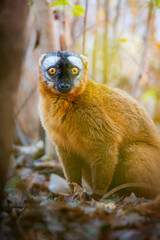 Fototapeta premium Lemur in Melaky, Madagascar