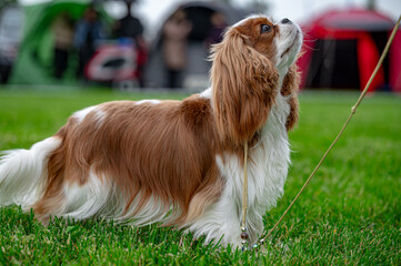 Pies wystawa cavalier king charles spaniel © Grzegorz