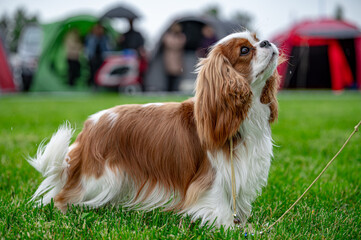 Pies wystawa cavalier king charles spaniel © Grzegorz