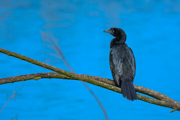 Fototapeta premium lesser cormorant fishing bird lakes and marshes Italy