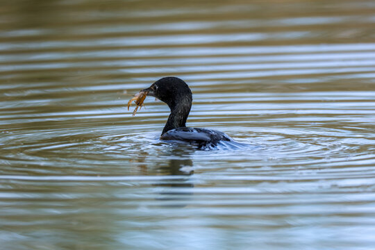 lesser cormorant fishing bird lakes and marshes Italy