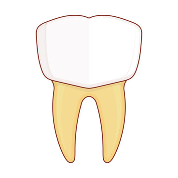 First Molar illustration cartoon cute