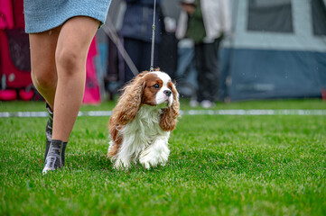 Pies wystawa cavalier king charles spaniel © Grzegorz