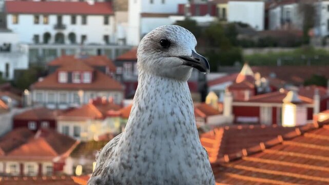 Seagull perched on a rooftop viewpoint above Porto, Portugal. Close-up bird portrait with historic city buildings and terracotta roofs in the background. Horizontal video.