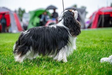 Pies wystawa cavalier king charles spaniel © Grzegorz