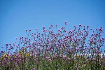Purple Verbena Flowers Under Bright Blue Sky © Xianshu