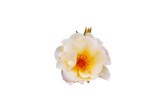 Yellow rose flower with bud isolated on transparent background, PNG cutout element.