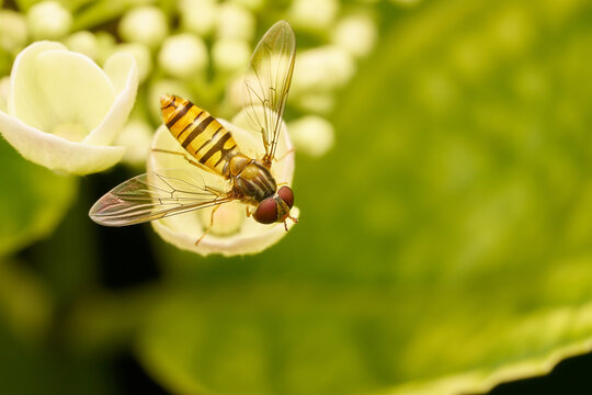 Hainschwebfliege