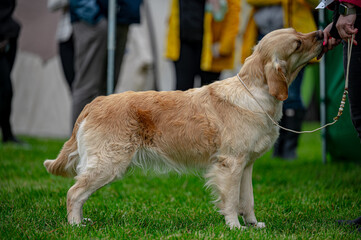 Pies Golden retriever © Grzegorz