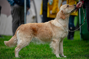 Pies Golden retriever © Grzegorz
