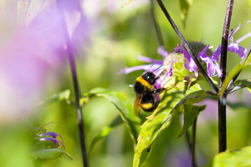 Bumblebee on a flower in the garden in spring © Violetta Korolkova 