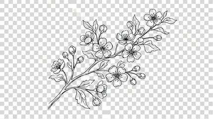 Vintage cherry blossom branch vector, hand drawn floral line art illustration, elegant spring flower sketch on transparent background © gulshan