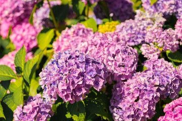 Obraz premium Hydrangea in the garden in summer