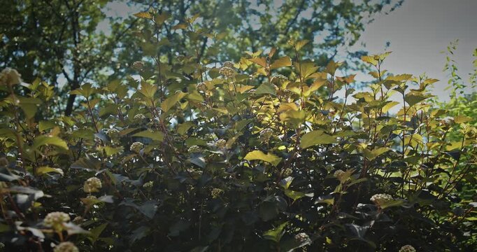 Dark Burgundy Foliage and Flower Buds of Physocarpus Opulifolius Diabolo