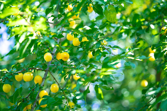 Ripe cherry plum on a tree in the garden