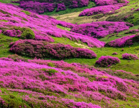 Rolling hills blanketed in vibrant pink blossoms under a bright sky