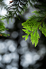 Thuja branches in the forest in summer © Violetta Korolkova 