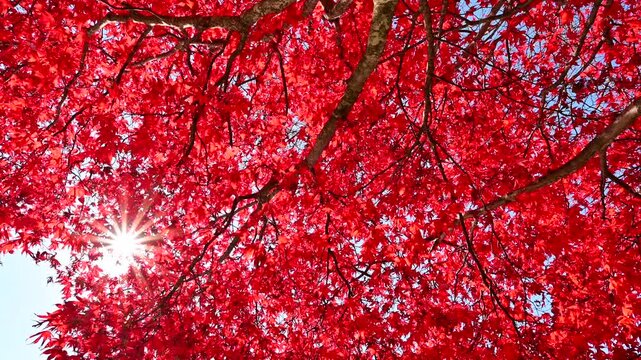 真っ赤な紅葉のアップ
