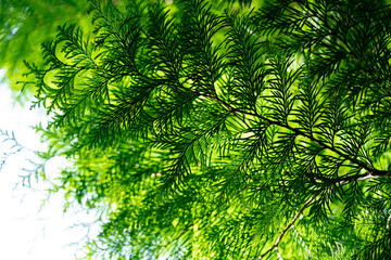 Thuja branches in the forest in summer © Violetta Korolkova 